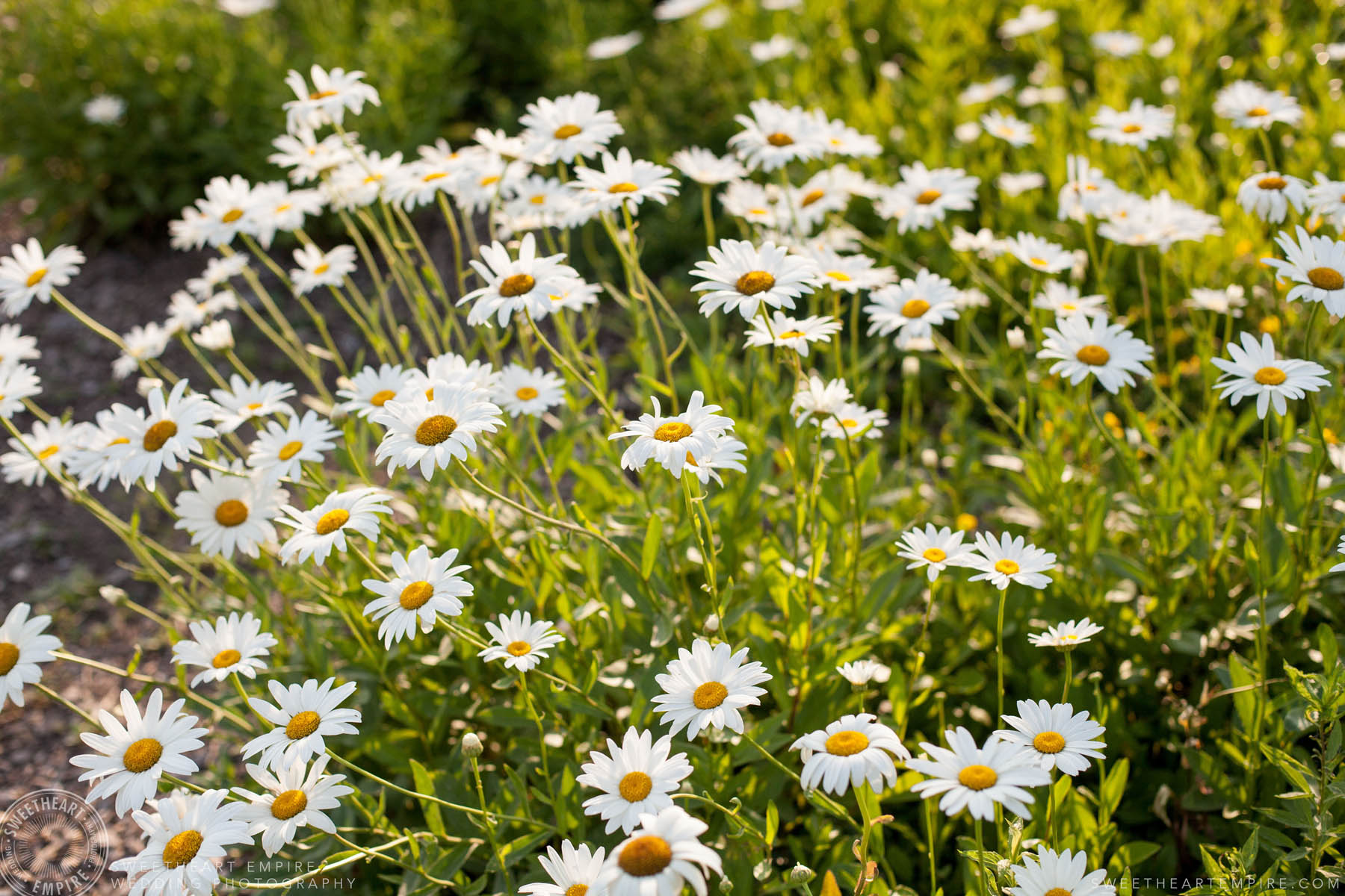 Dasies in a field, Rockway Vineyard Wedding, Niagara