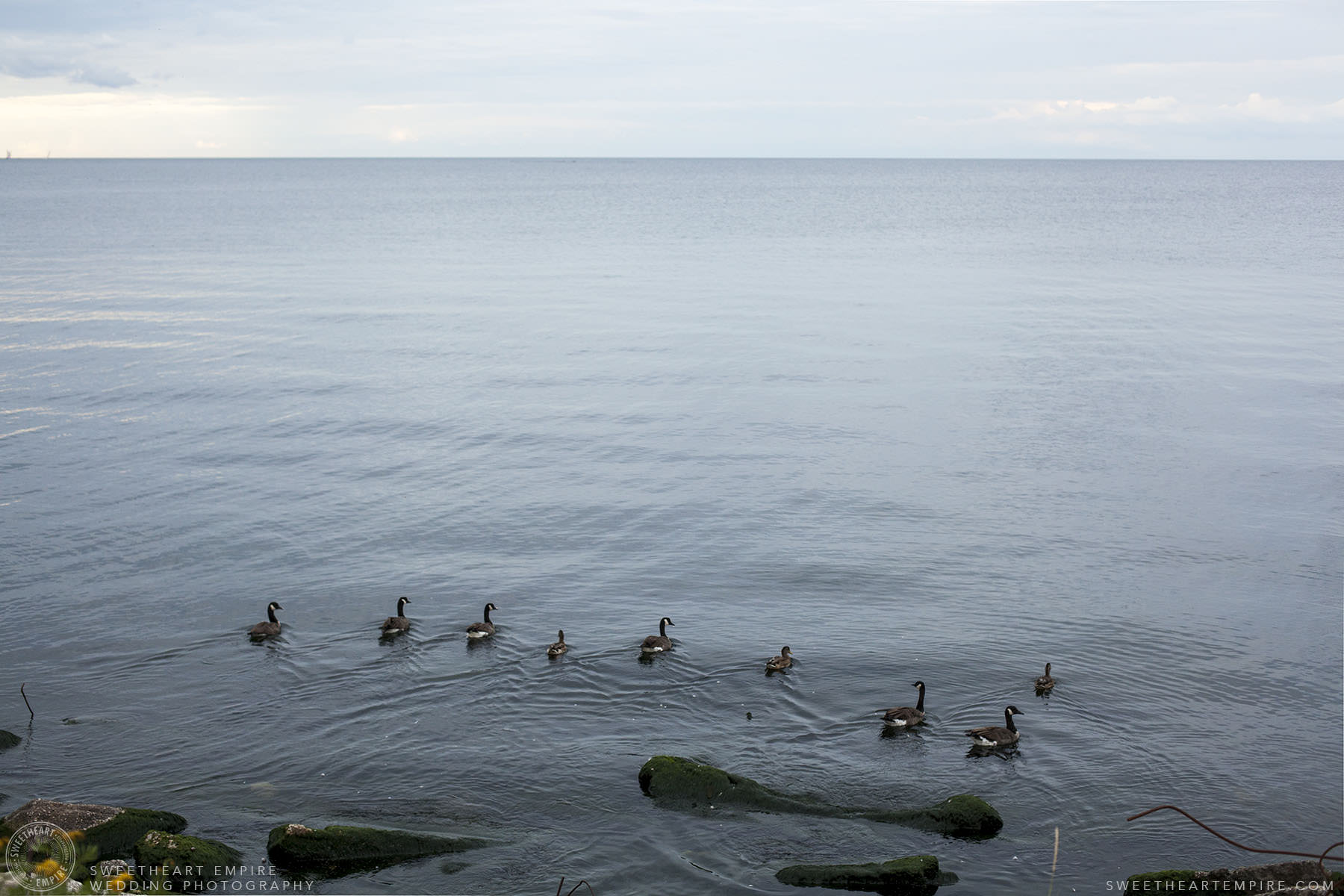 06_Canada Geese on Lake Ontario.jpg