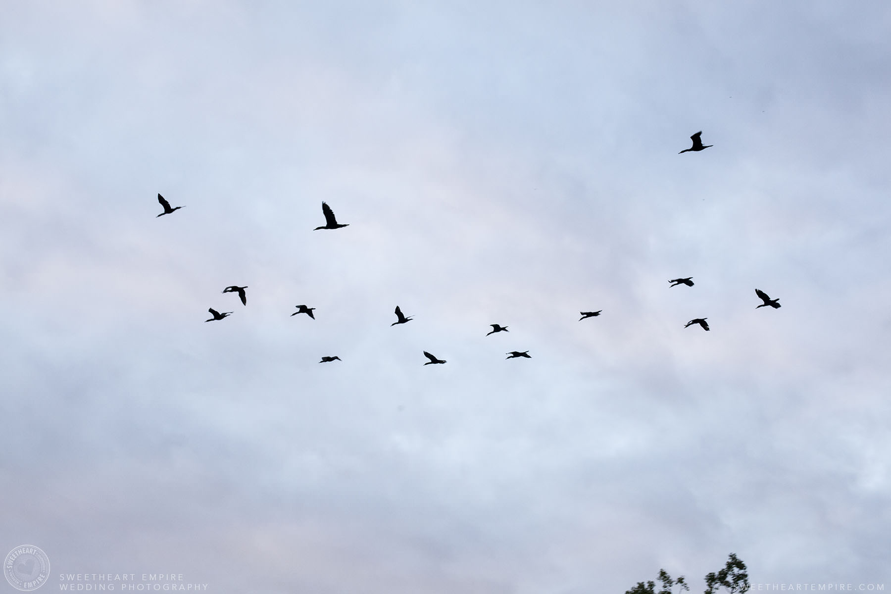 13_Canada Geese from Leslie Spit.jpg