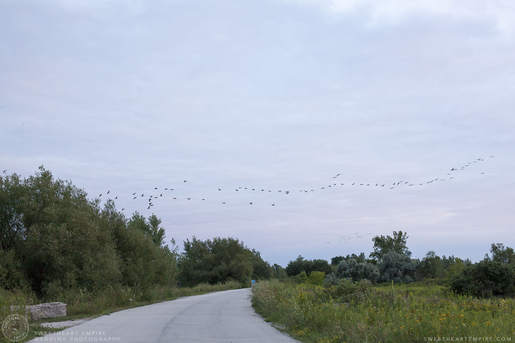 14_Canada Geese from Tommy Thompson Park.jpg