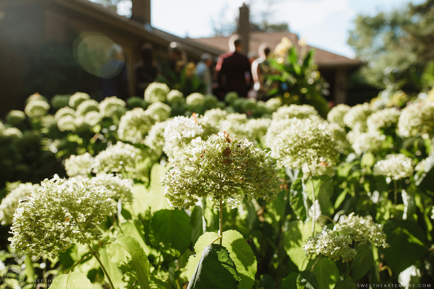 Summer Backyard Wedding_023.jpg