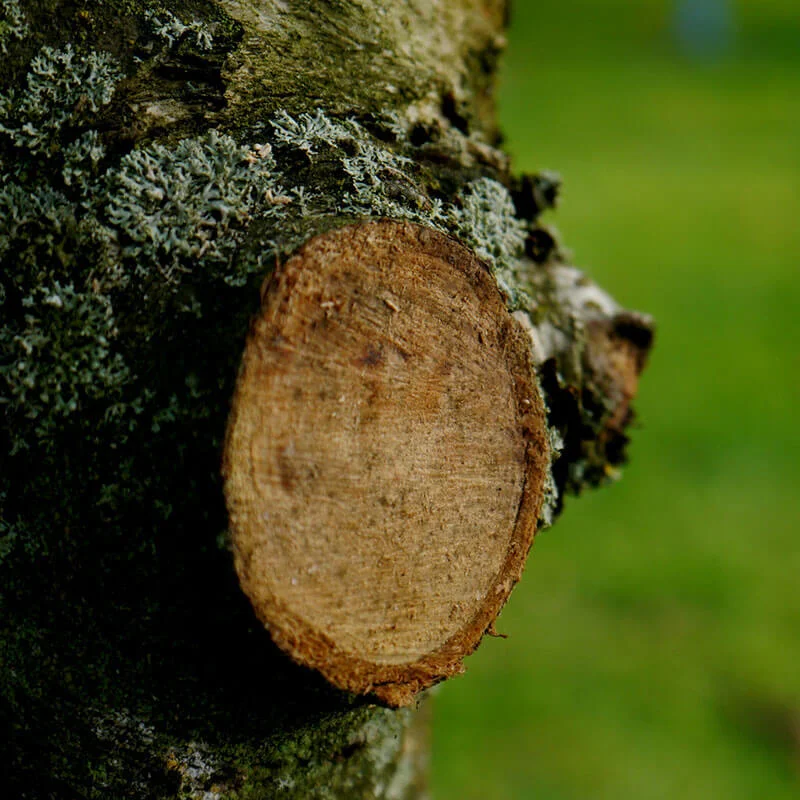 Tree Pruning Service in Nelson, Richmond &amp; Tasman