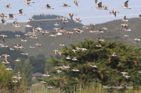 Wader flock in flight @ Miranda - Donald Beresford Snook