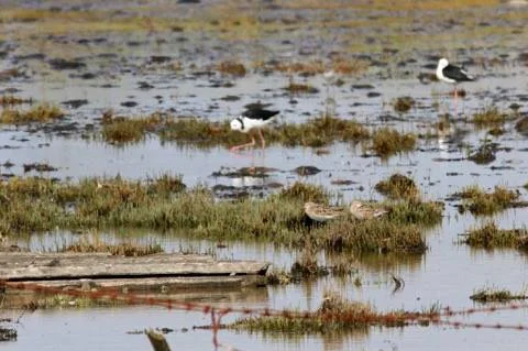 Sharp-Tailed Sandpiper @ Miranda - Donald Beresford Snook