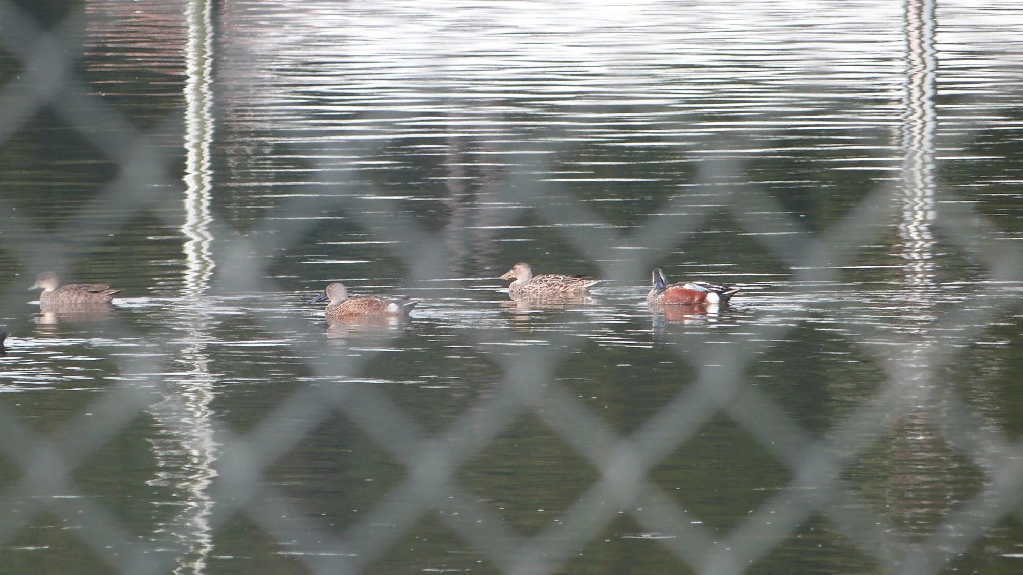 Some Shoveler (the mystery female at centre) and a Grey Teal at left.