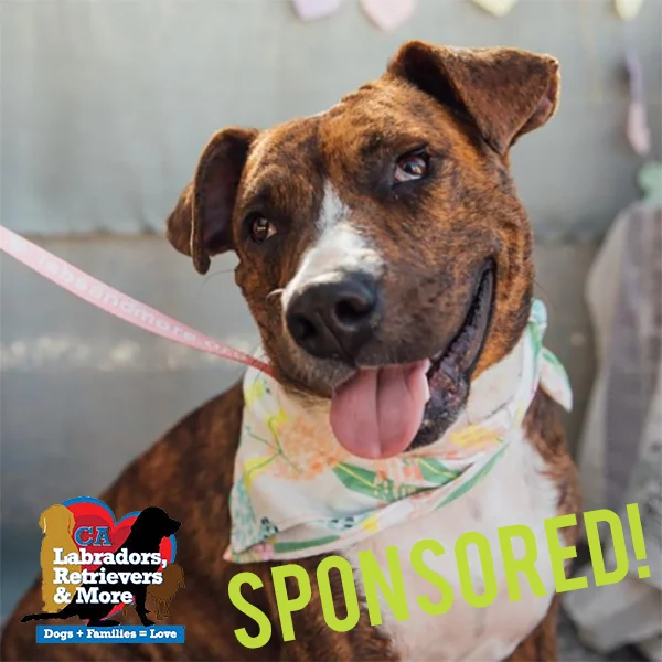 This brindle beauty came to Labs and More pregnant around Christmas (if you can tell from her name!) She’s been waiting for her forever home ever since. You should see the wiggles she give her foster parents in greeting when they come home from work, running errands, or even just getting the mail! She’s fostered with a few other dogs and loves playtime, but also enjoys regular walks with her foster dad.