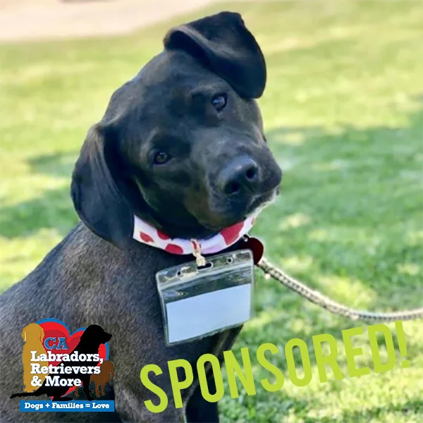 Petra loves to get out for her daily walk around the neighborhood. She can be a little sassy with other dogs while on leash so the 3030 Challenge would be a good opportunity for her to work on that training,