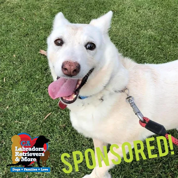 Mako has been with Labs and More for a while because she was horribly shy and scared of the world. Her foster has been working with her and she’s growing more confident every single day. Sponsoring her walks will help her continue to grow her confidence.