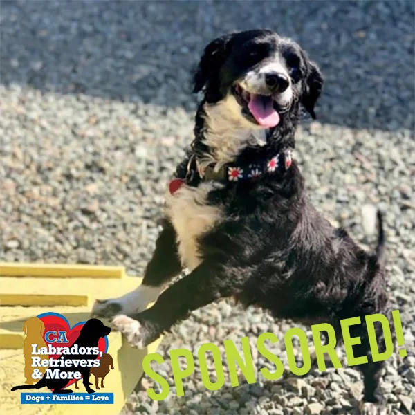 Every 3030 Challenge needs a lowrider! Despite being small, she loves adventure and is looking for a family who will keep her active. Currently she walks 2 to 3 miles each day, enjoys hikes, and also regularly visits the “small dog” area of the dog park.
