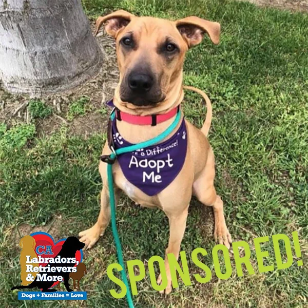 Bentley is an athletic dog with energy for days! He can’t wait to get out for some 3030 adventures.