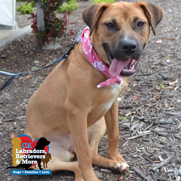 Sweet Brandy loves running sprints around the backyard in her foster home and playing with the resident dog. She’s a fun and goofy gal who is looking for an active family, but in the meantime her foster parents have committed to the 3030 Challenge.