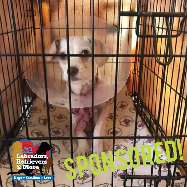 Sweet Sawyer came to Labs and More in rough shape, requiring surgery. He got the care he needed and is now recovering in a foster home. He isn’t ready yet to be a Team 3030 member, but he sure would like to be an honorary member of the team! Labs and More is raising money to cover the cost of his care, so please consider sponsoring this guy more than once!