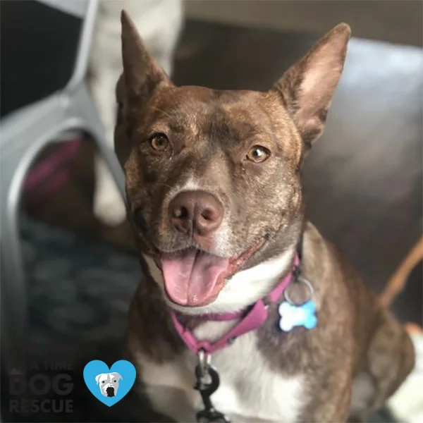 Zigi’s not one to slow down! She’s up for a walk or run… 30 of them to be exact!