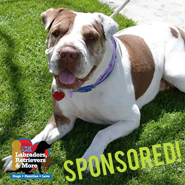 Olympia is a silly girl with a squishy, wrinkly face. She’s a laid-back girl who loves walks around the beach and bay with her foster dad, especially when they end in a nap in the sun!