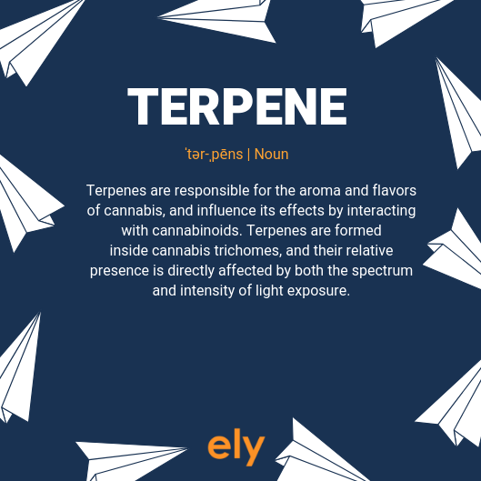 TERPENE.png