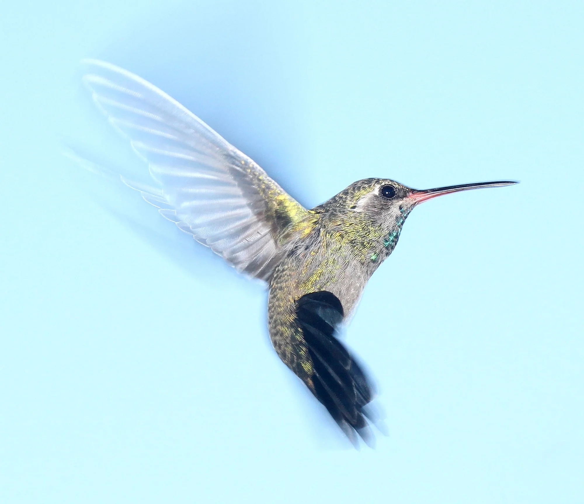 hummingbird-flying-portrait-wildlife.jpg