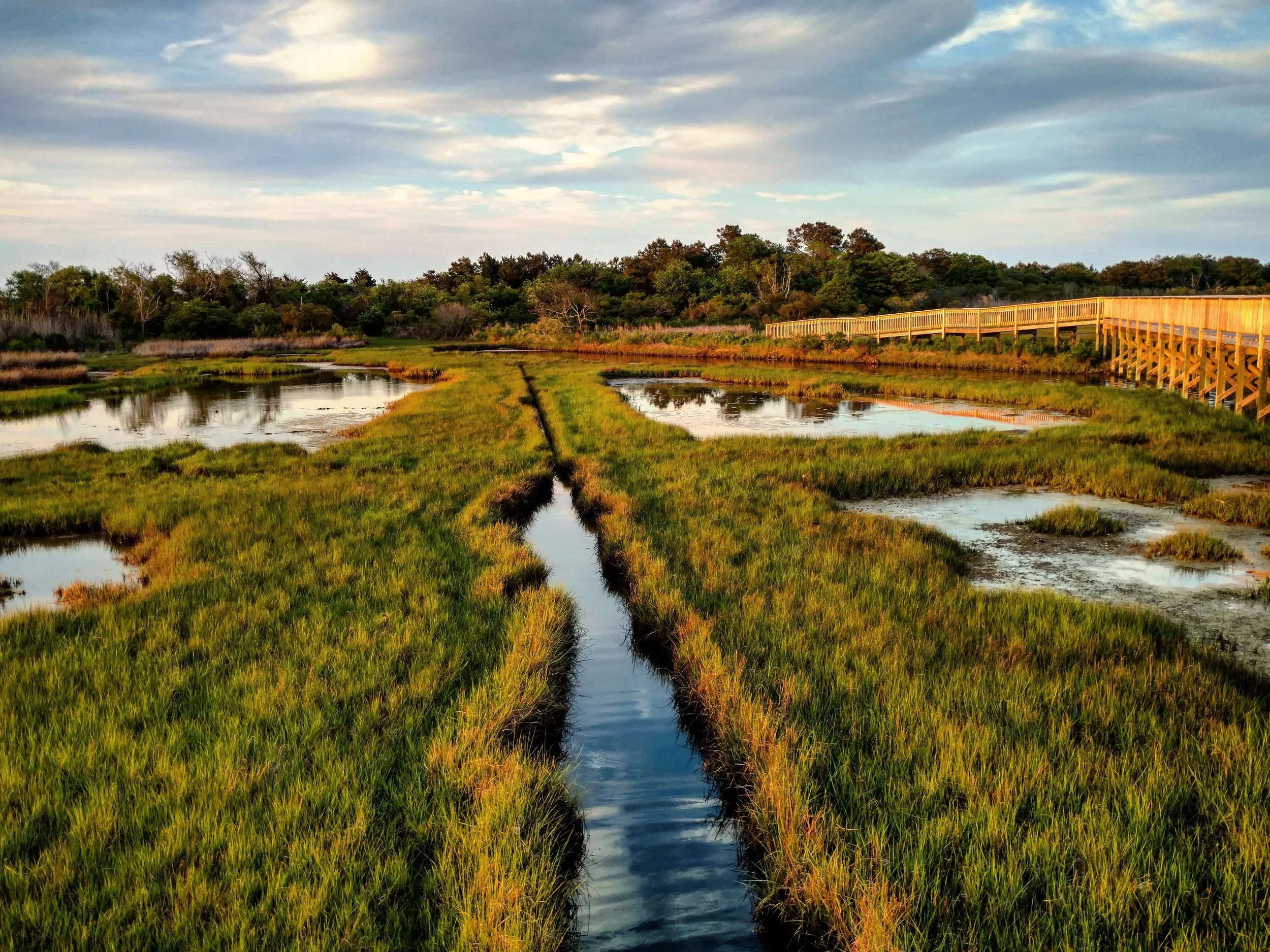 Assateague - Life of the Marsh Trail (4).jpg