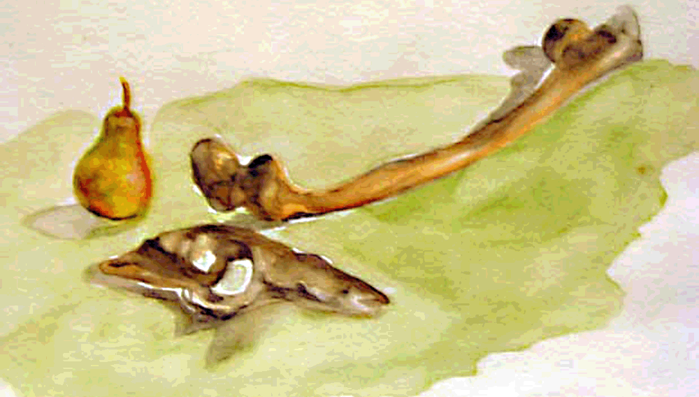 bone pear still life 2.gif