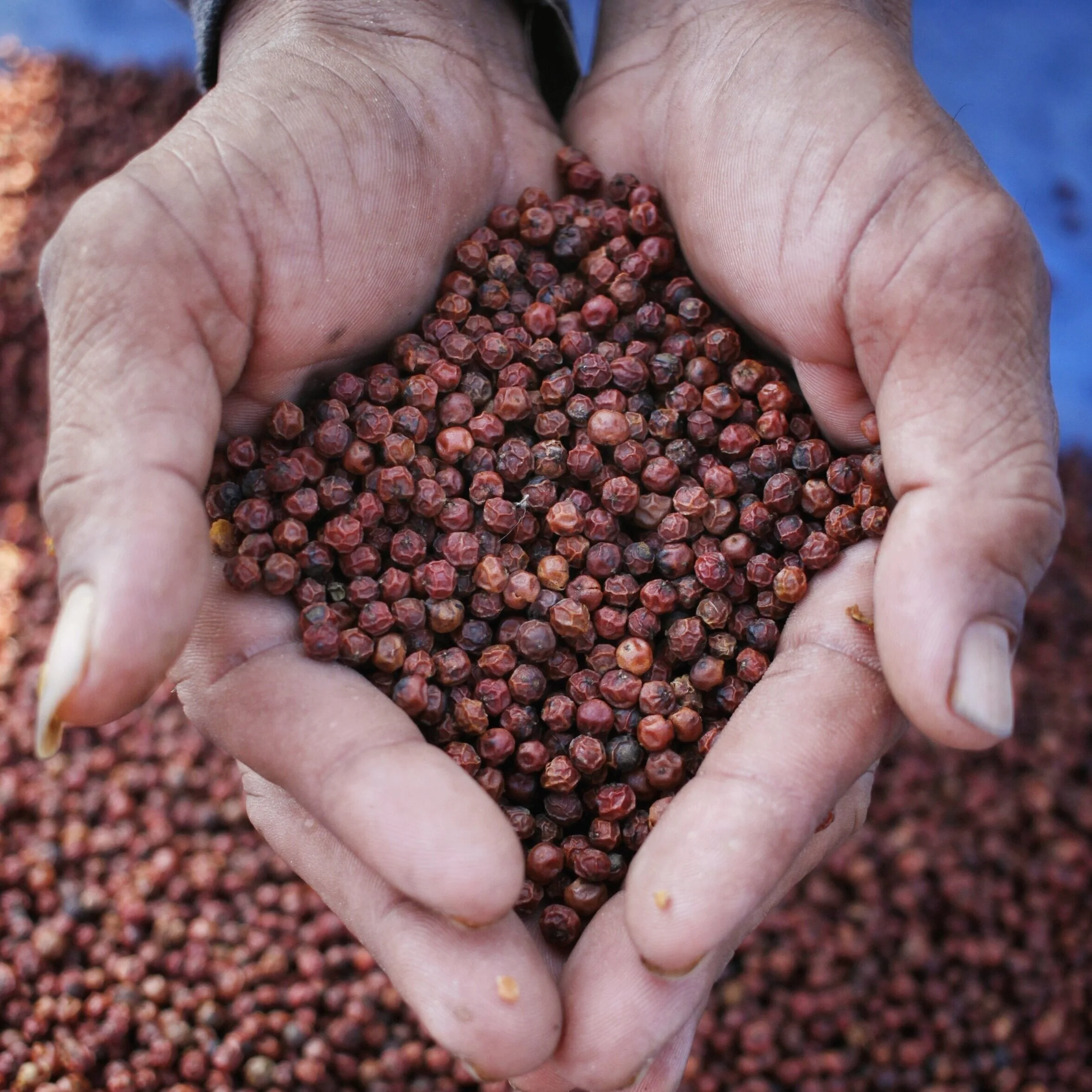 New Spice on the Block: Red Salted Pepper Berries 