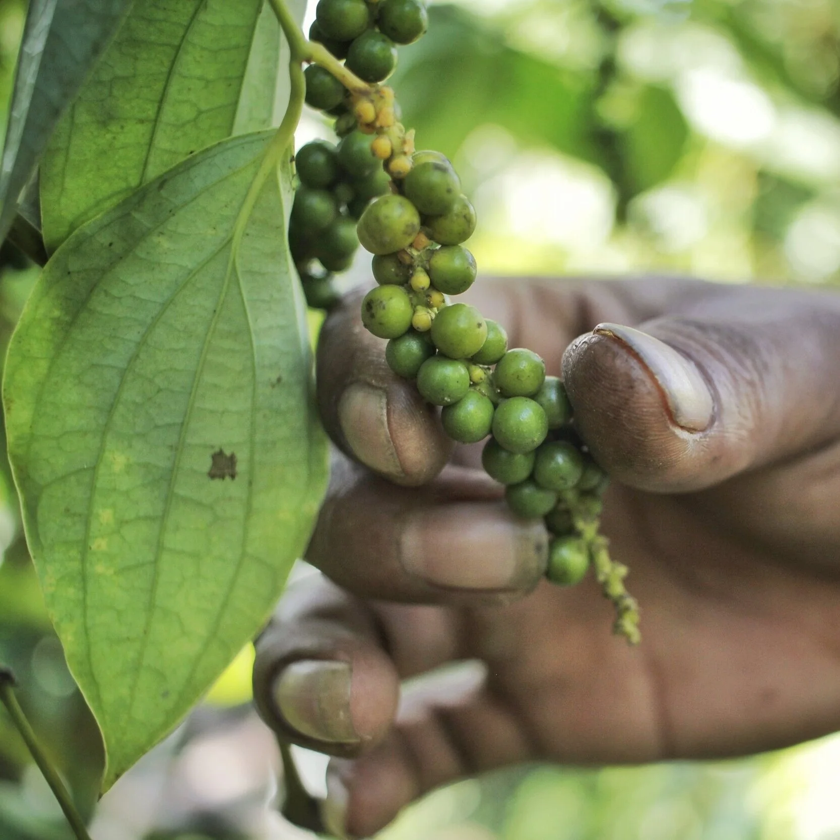 Why green pepper berries are such a delicacy