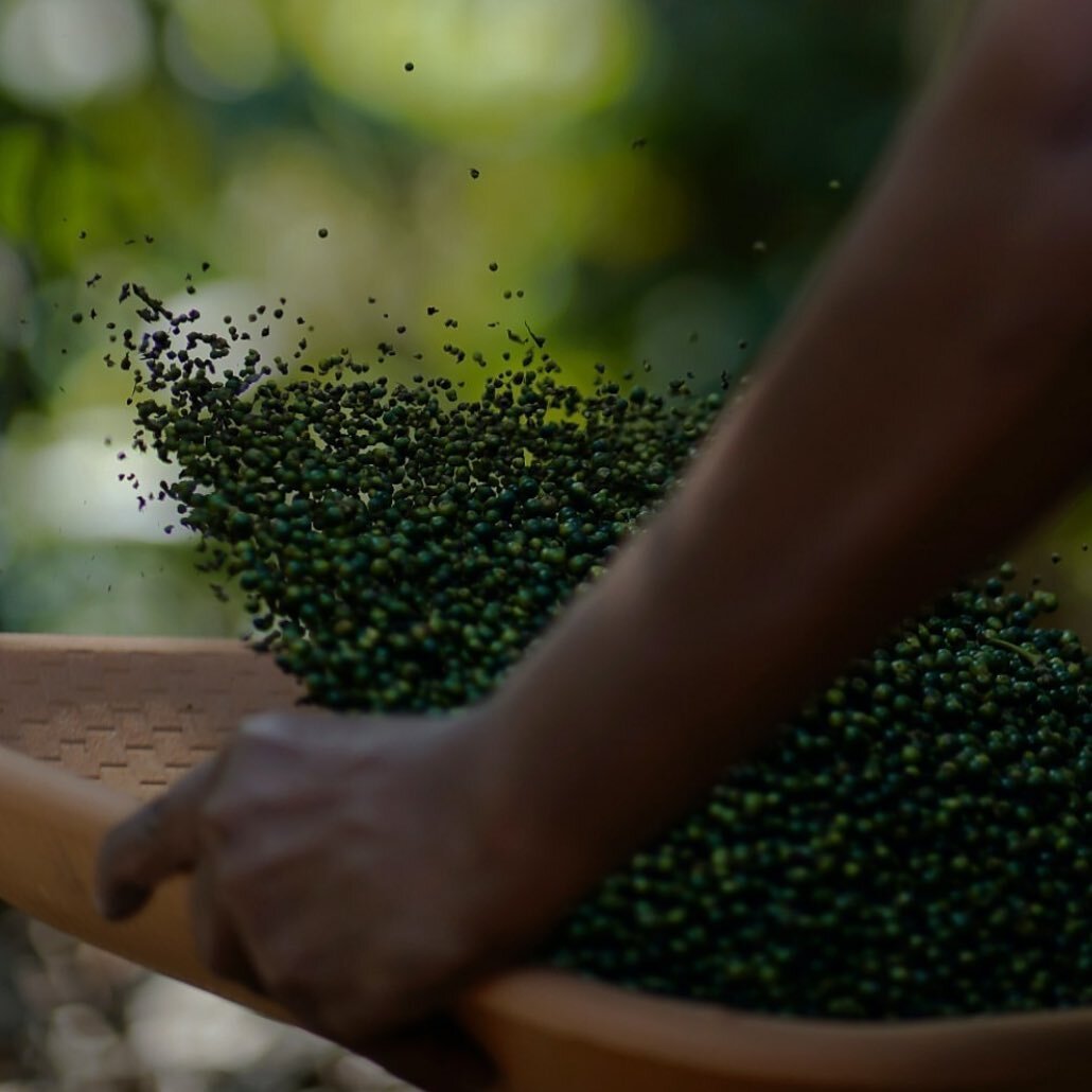 Our family farm in Cambodia upholds the traditional techniques of Kampot, meaning we avoid machinery and instead, we use our hands for picking, washing and sorting. We ensure 100% of our farming is organic and only the best quality peppercorns are ex