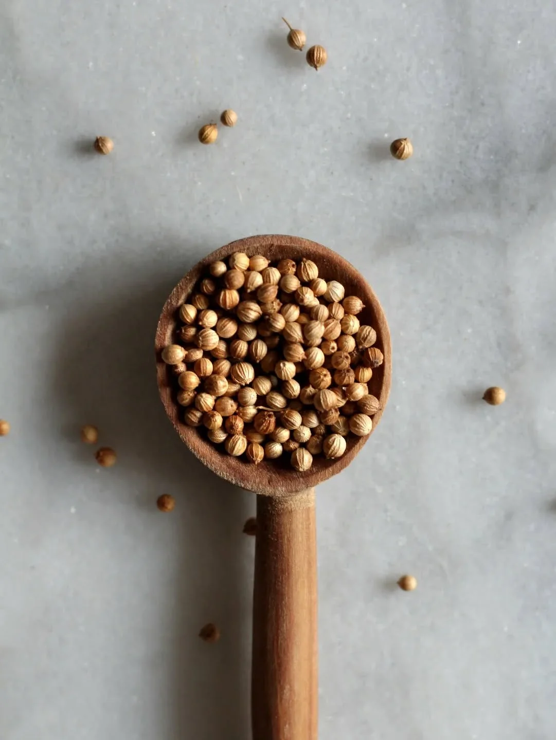 Our Nile Coriander Seeds are great in stir fries, stews, ground fresh over meat, salad dressings, and even desserts!

Winning a Great Taste Award, these divine seedlings are bursting with a fresh herby sensation, incorporating fruity aromas of orange