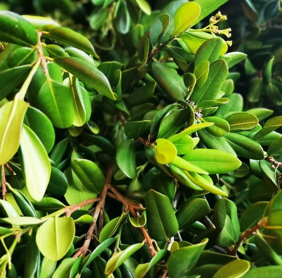 BoTree How to cook with West Indian Bay Leaves or Caribbean bay leaves