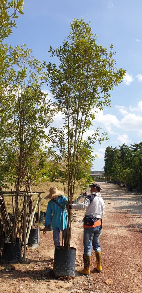 Selection of Tree