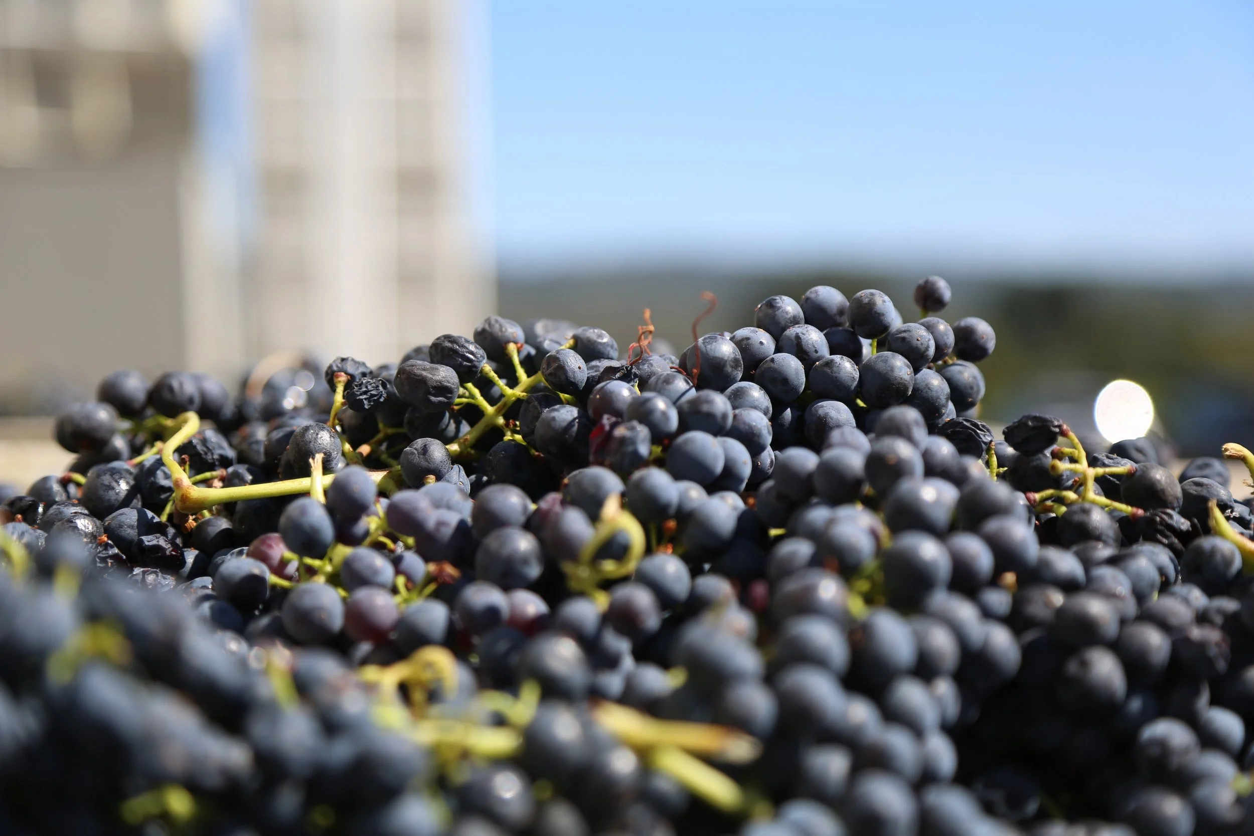 degustation-vin-bio-toulouse.jpg