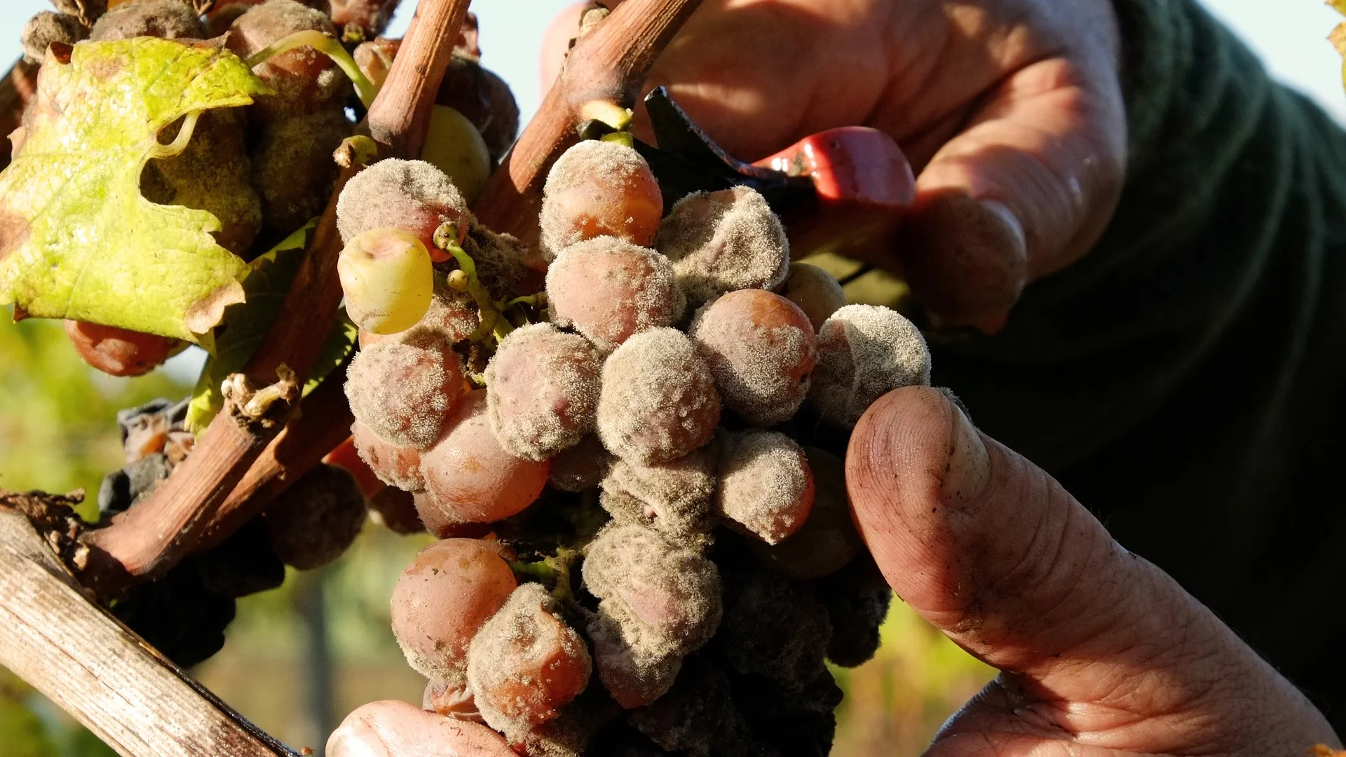 degustation-vin-blagnac5.jpg