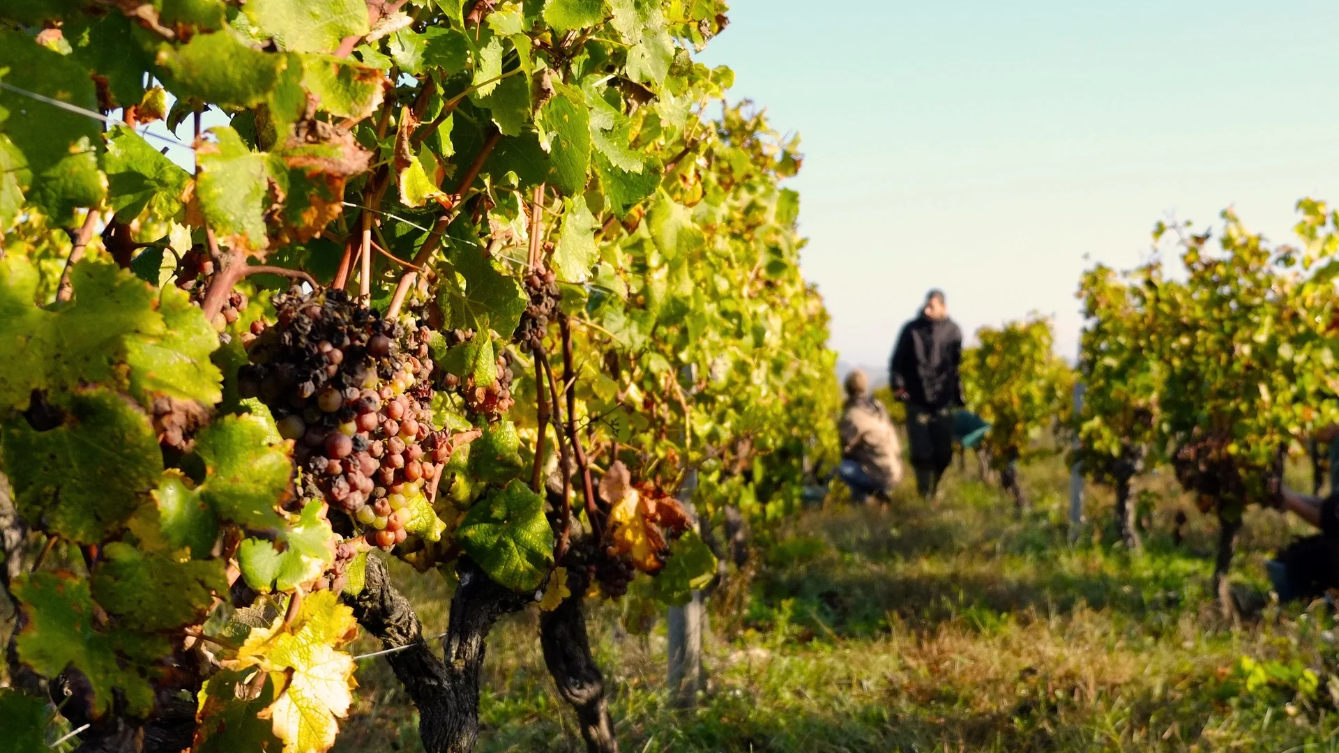 sommelier-professionel-blagnac.jpg