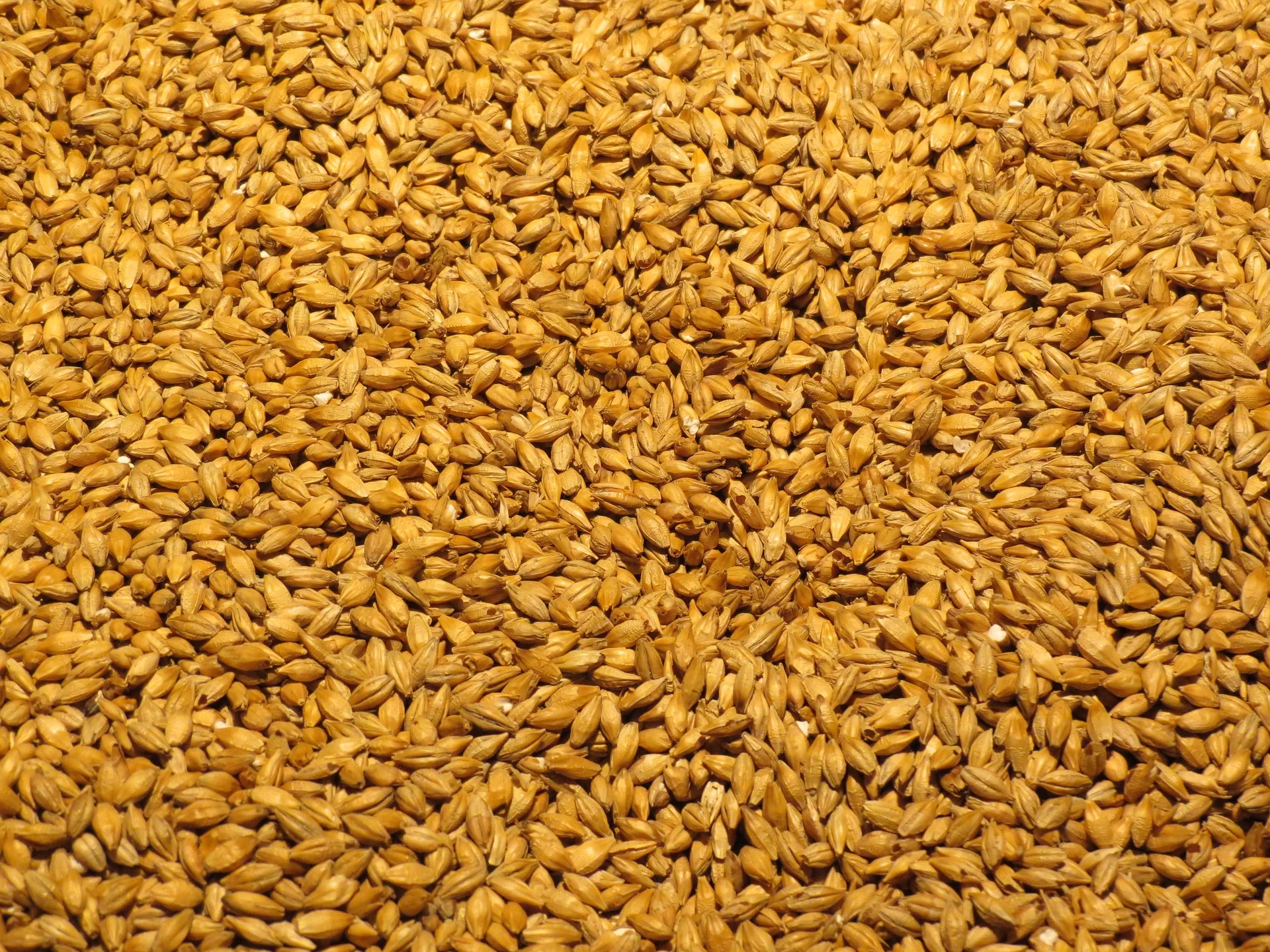 Le malt : C'est une céréale germée et cuite afin de dégager ses arômes. Orge, blé, seigle... qui vont subir le processus du "maltage". Le malt peut aussi être torréfié pour obtenir des arômes de café, chocolat, fumé...