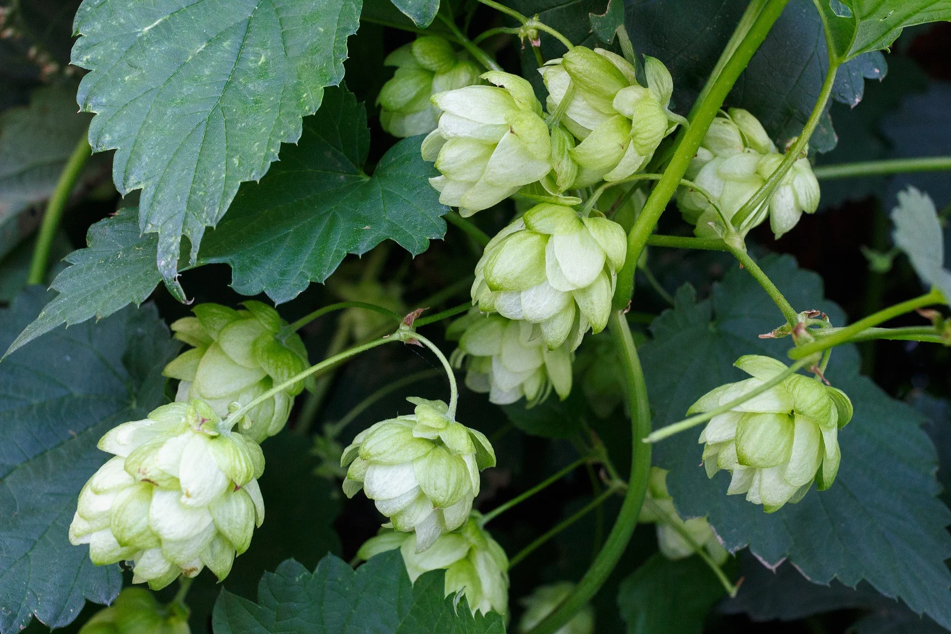 Le houblon : Ce sont les plants femelles qui produisent les cônes de houblons. Contenant de la résine, il est utilisé dans la fabrication de la bière pour son amertume, ses arômes (citron, fleurs, fruits...), ses vertus aseptisantes et conservatrices.