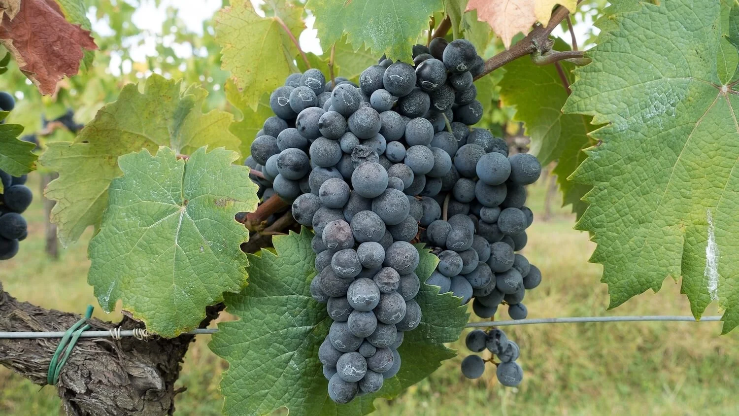 degustation-vins-biologiques-blagnac.jpg