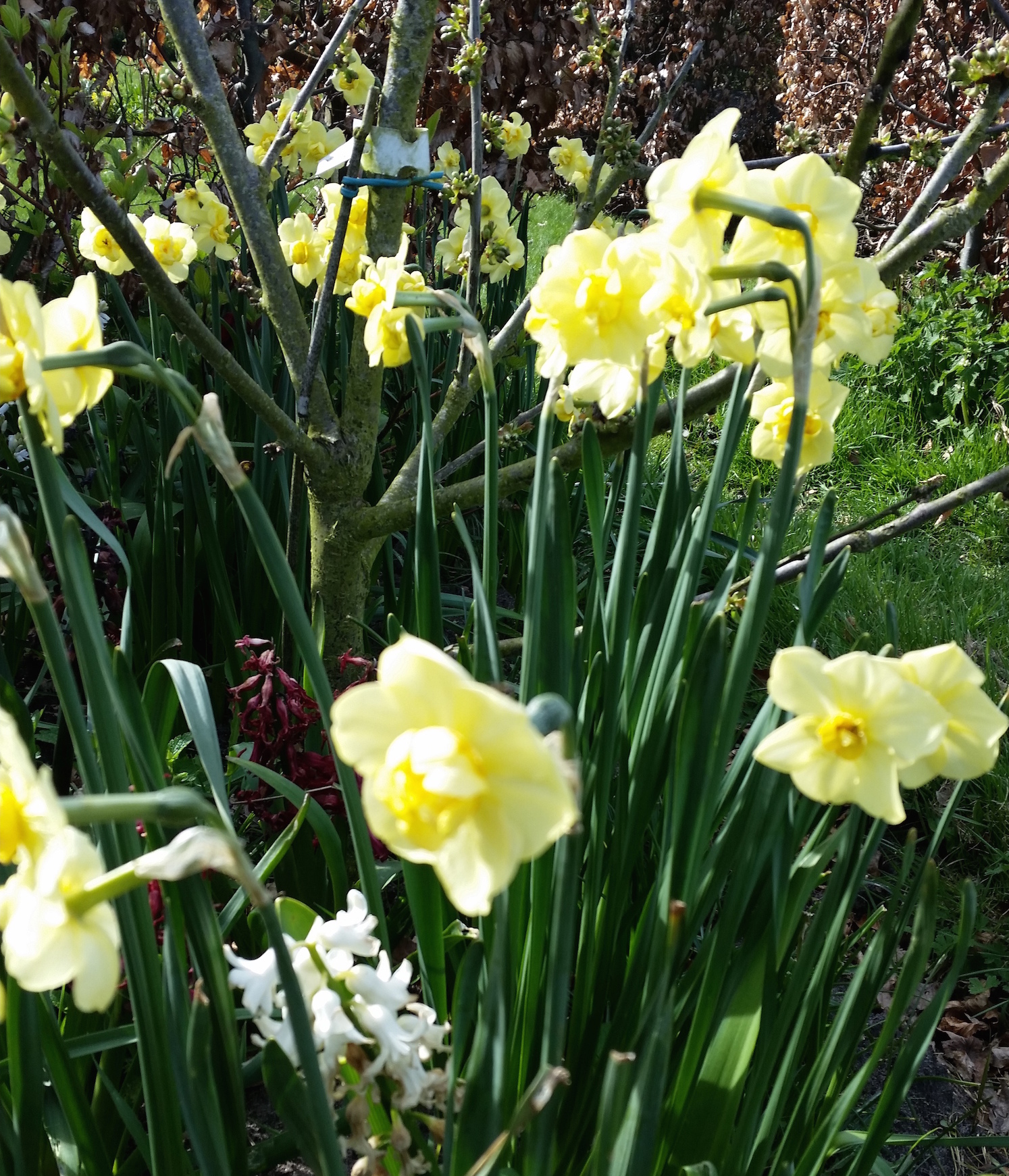 gallery-spring-narcissi.jpg