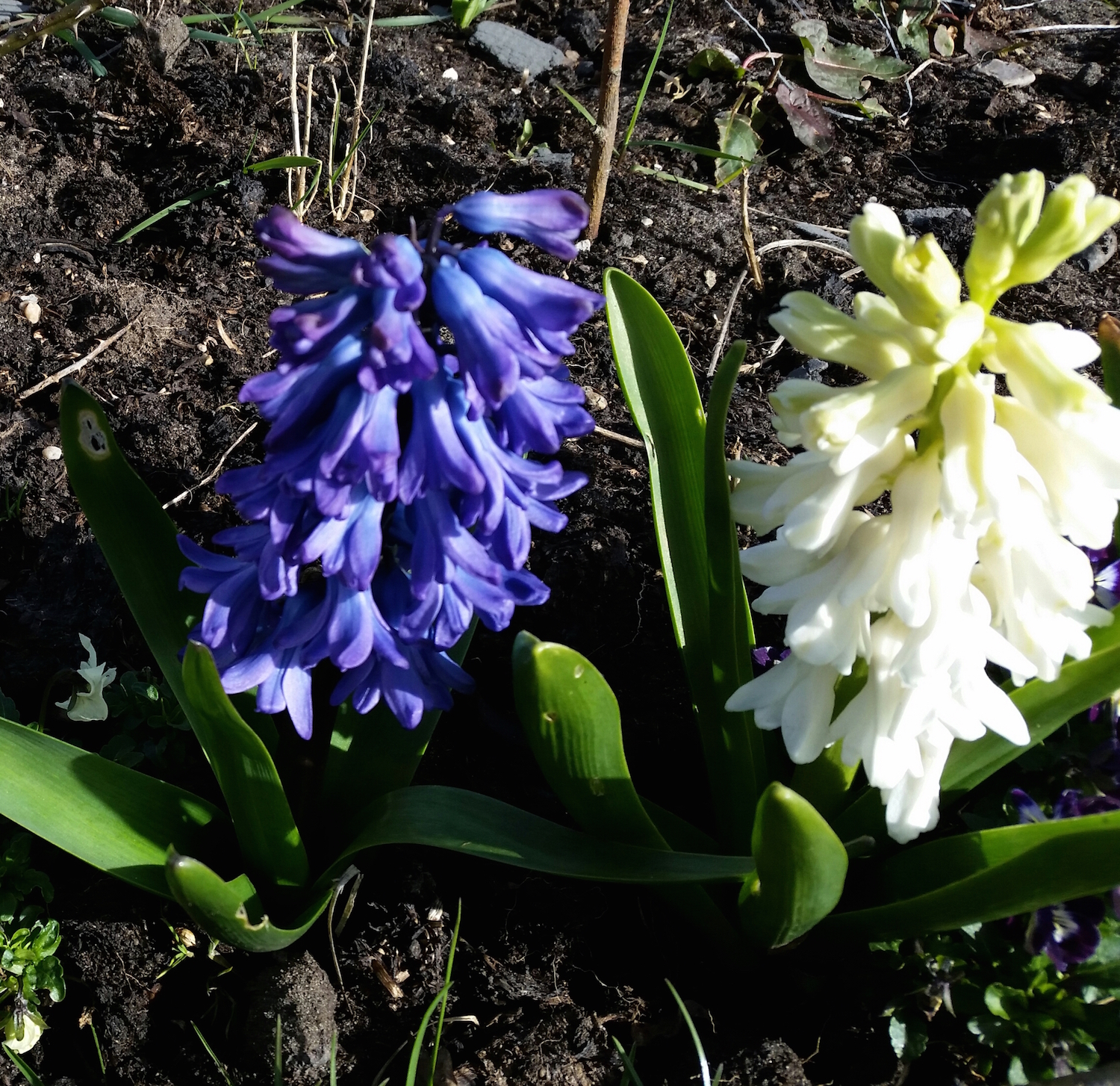 gallery-spring-hyacinthblue.jpg