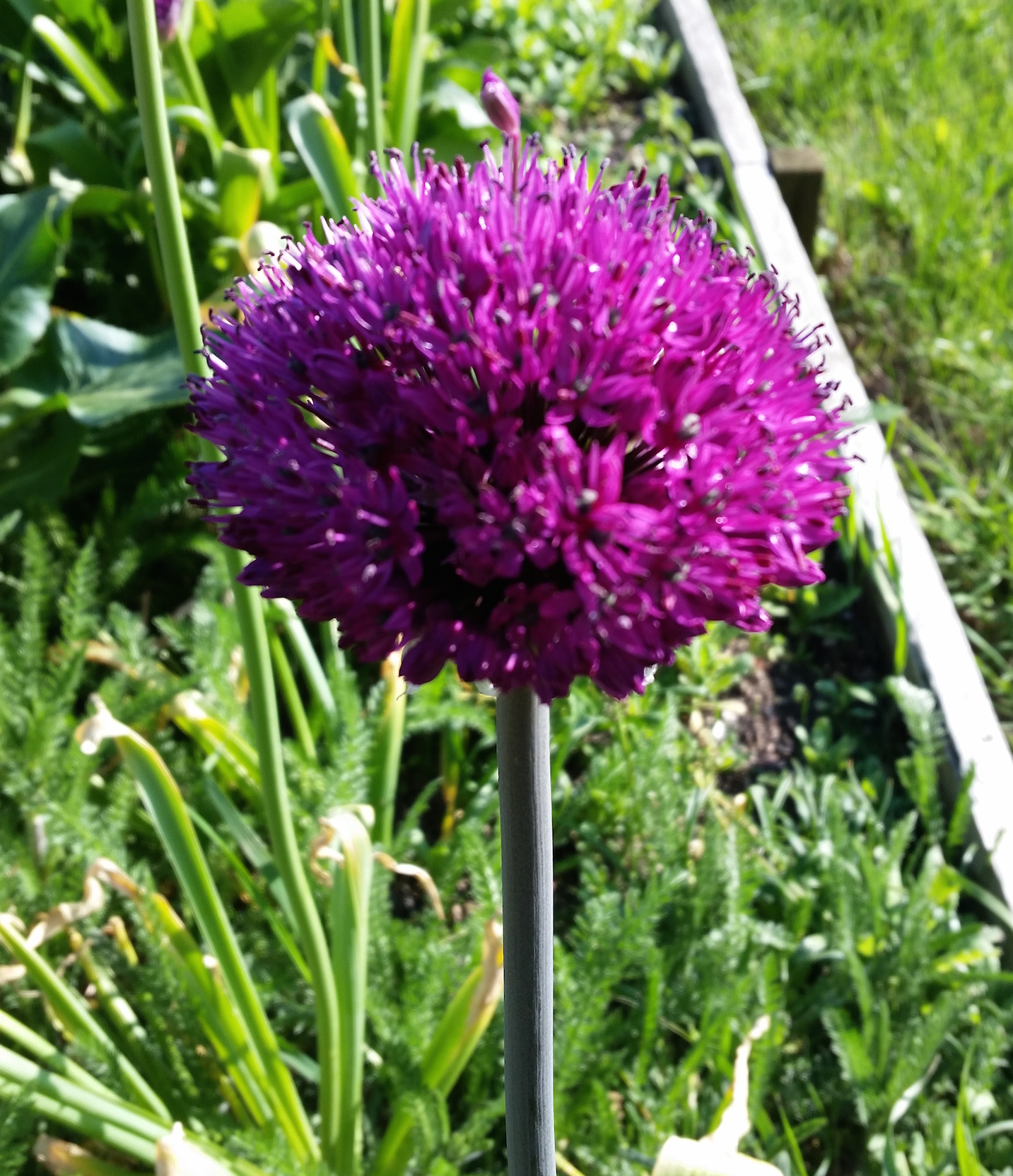 gallery-spring-alliumpurple.jpg