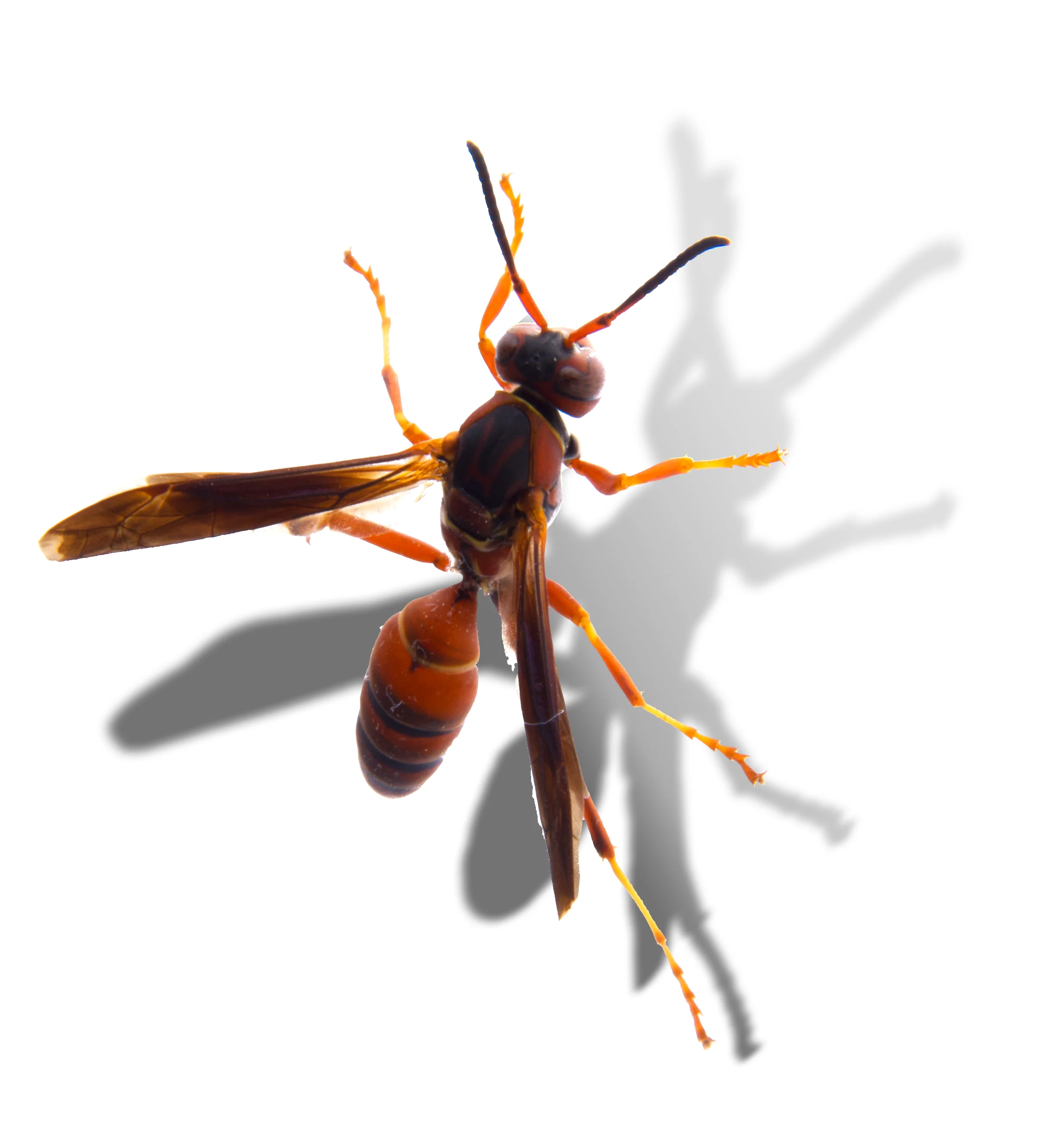 Visitor1-2035-Edit.jpg