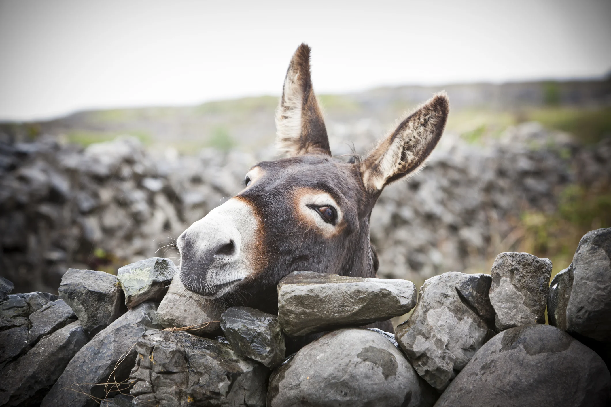 Imagine a dramatic hero who stands no chance of being kissed "unless it was by a blind girl" and of whom it is said, by an adoptive aunt, "you'd see nicer eyes on a goat."