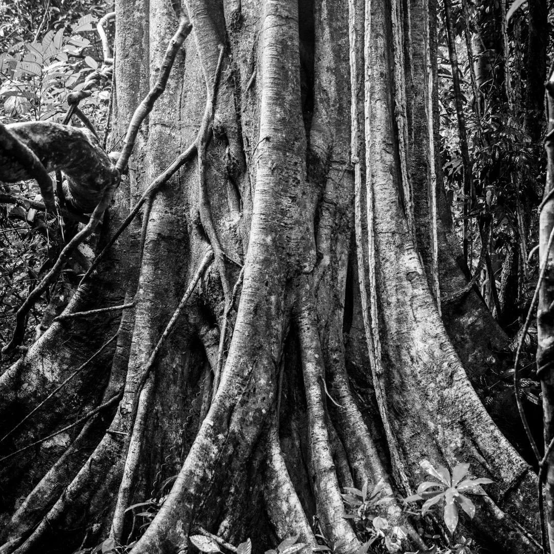 The origins of the name 'Datai' remains a well-kept mystical secret, known only by the 10-million-year-old virgin rainforest. However, it is believed that the word Datai is of Thai origin and made up of two words, &lsquo;dai&rsquo; which carries the 