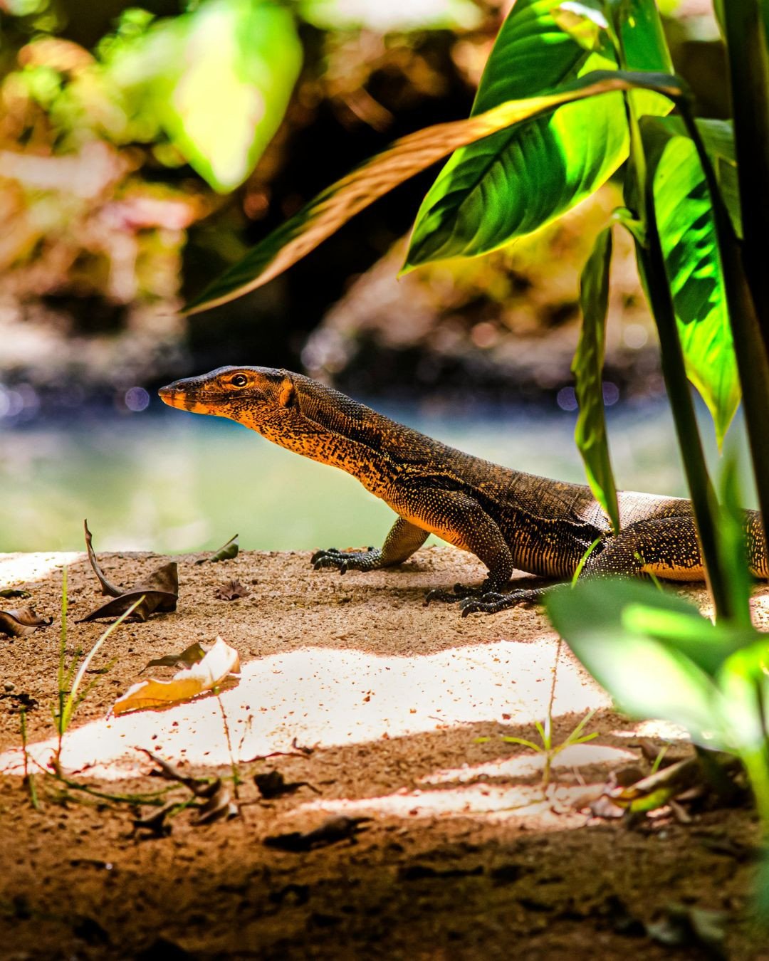 Step into the wild side of Indonesia, where dragons aren&rsquo;t simply mythical creatures. Come face-to-face with the world&rsquo;s largest lizard - the iconic Komodo dragon in its only natural home on Earth. These magnificent creatures can grow up 