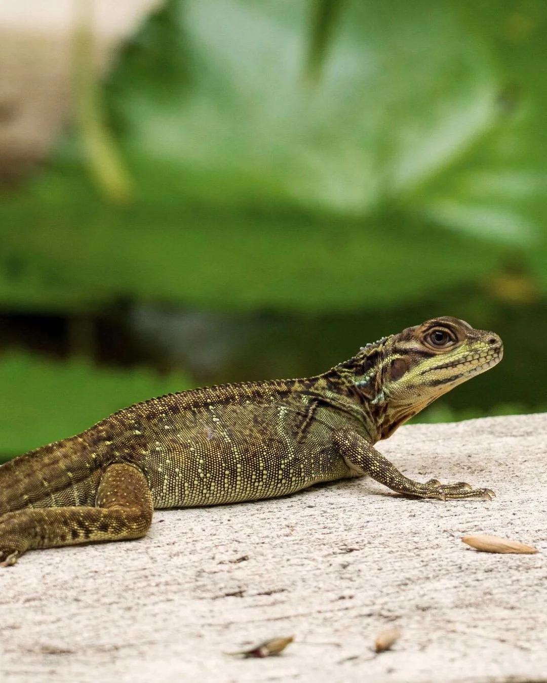 At Nay Palad Hideaway, nature doesn&rsquo;t sit quietly in the background. It wanders, watches, swims and occasionally pauses to greet you on a wooden bridge.⁠
Meet Clint, the property&rsquo;s resident Philippine sailfin lizard. Gentle, curious, and 