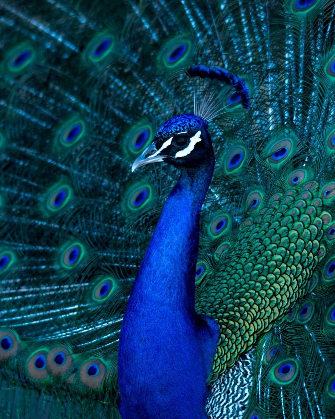 In Sri Lanka, peacocks are more than just wildlife, they're living bursts of colour, personality, and tropical flair wandering through tea estates, temples, and garden courtyards alike. With calls that echo through the morning air they&rsquo;re one o