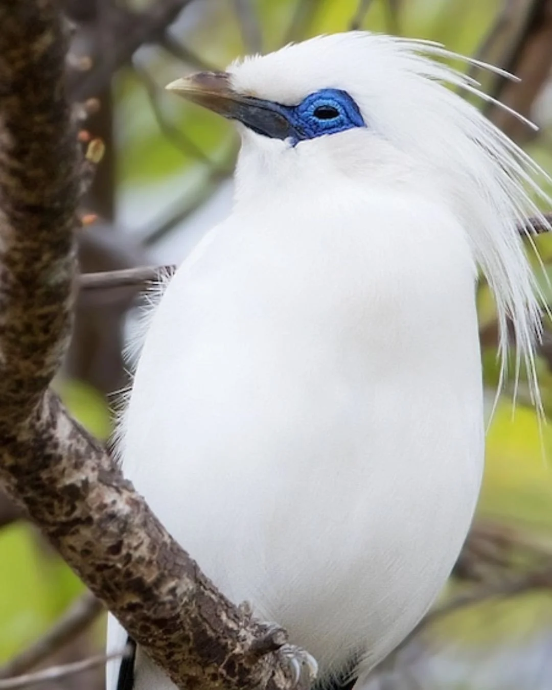 In Bali&rsquo;s lush landscapes, each morning reveals something new. For travellers who cherish nature&rsquo;s soundtrack - the flutter of wings at dawn, flashes of brilliant plumage against emerald green, moments of quiet observation - holidays in U