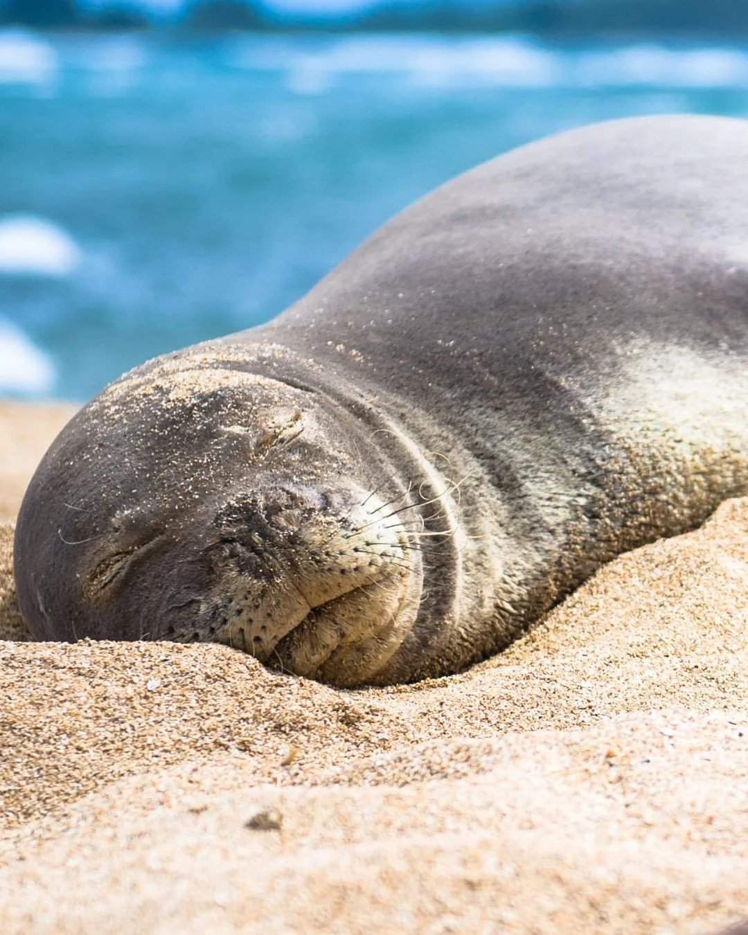 Along the unspoilt coastline of North Corfu, one of the Mediterranean&rsquo;s most elusive residents is making a fragile but hopeful return - the Mediterranean monk seal. Once on the brink of extinction, these gentle marine mammals now find refuge in