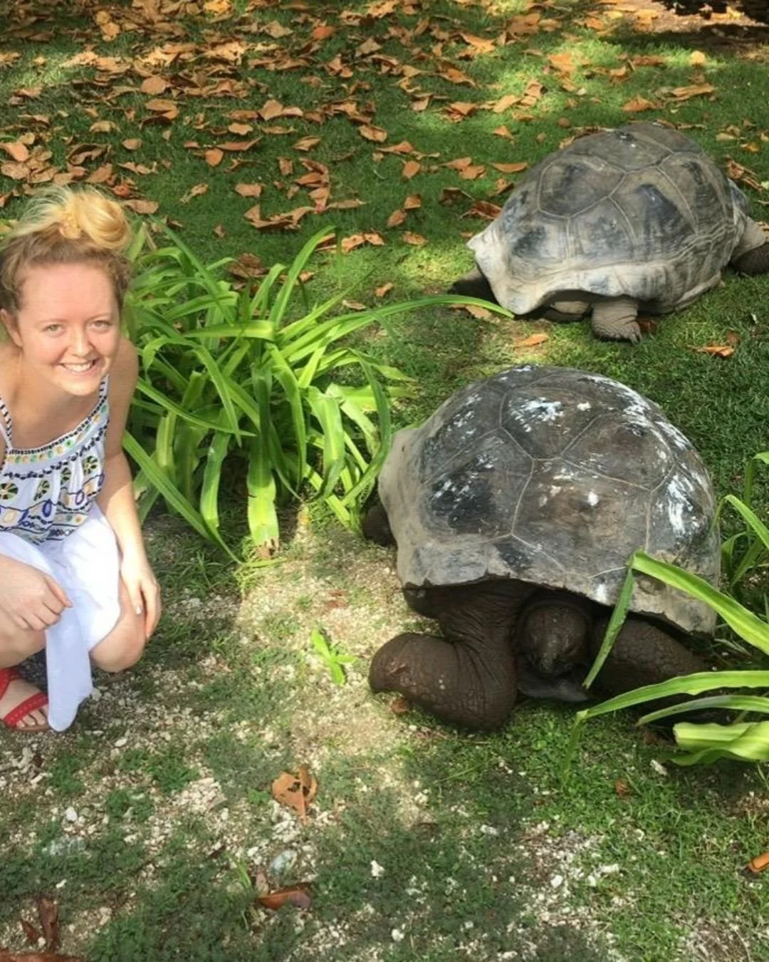 Some of Katie&rsquo;s most memorable travel moments have come from wildlife quietly taking over the day. In Aldabra Atoll, Seychelles, journeys are dictated by Aldabra tortoises - literal island traffic, where you stop, wait patiently, and watch anci