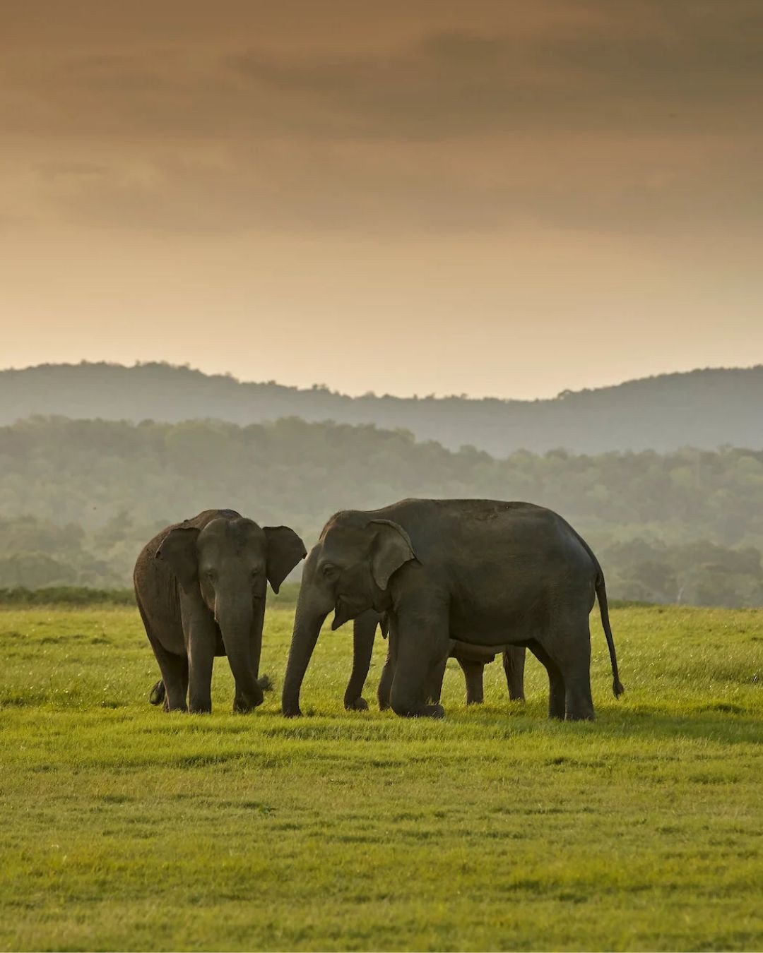 One of the joys of travelling in Sri Lanka is that everyone can experience the country differently, before coming back together at the end of each day to share the stories.⁠
⁠
Some family members may head in search of wildlife through the national pa