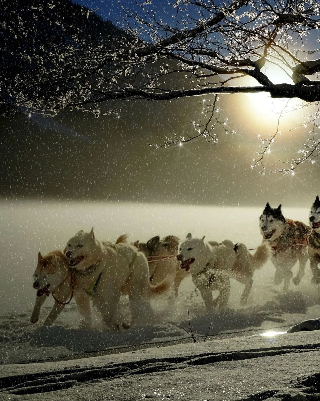 When was the last time you tried something completely new?⁠
In Gstaad, staying active can mean swapping ski slopes for something altogether more unexpected: dog sledding through the Swiss Alps.⁠
Guided by a team of eager huskies, you'll glide across 