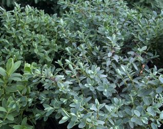 Hebes "Low maintenance, drought-tolerant"