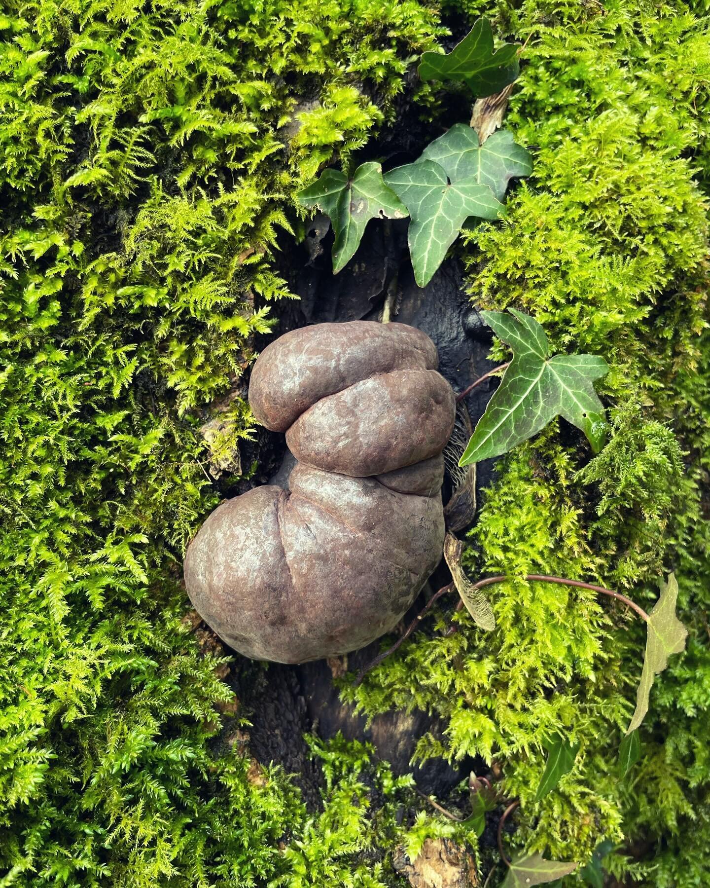 Behold! King Alfred&rsquo;s Cakes! Yep, I know it looks like a 💩 but I am reliably informed by the @woodlandtrust that it is in fact a fungus! Check out their website to learn more about how it got its weird and wonderful name 🤓
Swipe to see some v